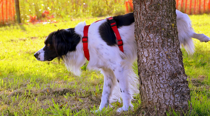 Deiezioni canine, a Domo nuove multe: 400 euro se non si raccoglie, 200 per il sacchetto