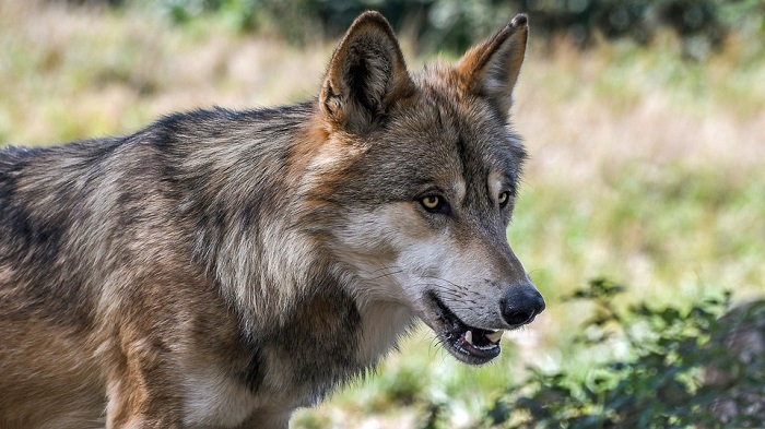 Carnevale con Re Lupo a Vogogna tra storia e leggenda