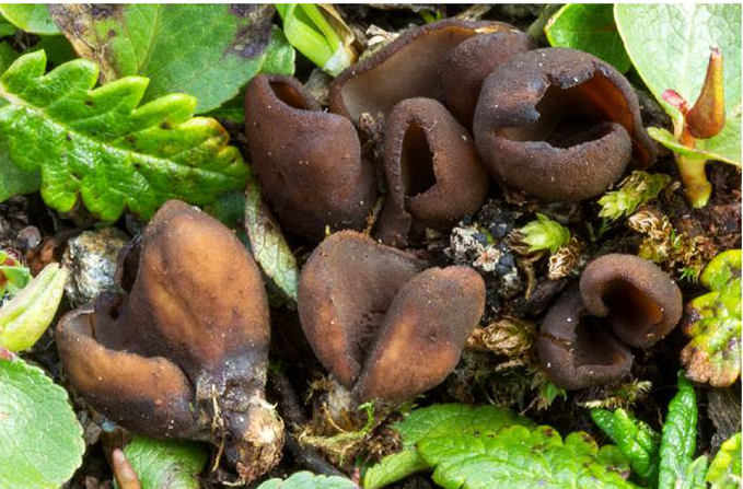  Una nuova specie di fungo scoperta all’alpe Devero, chiamata "Otidea saliceticola"