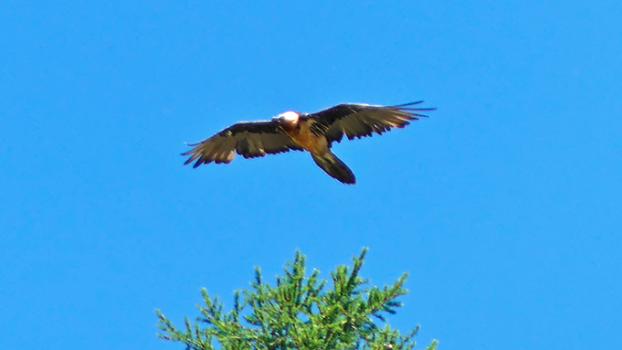 L'uccello più grande delle Alpi avvistato all'alpe Veglia