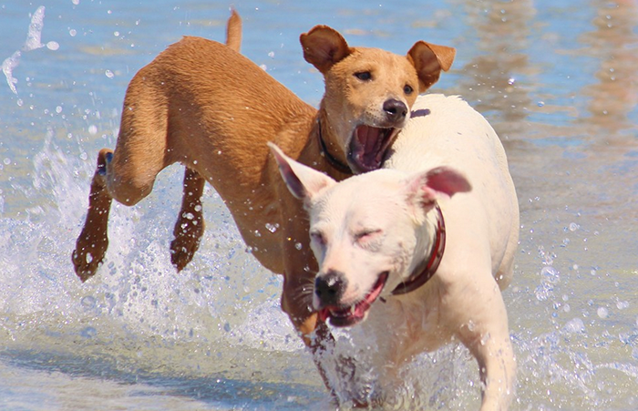Aggredito da due cani mentre fa jogging lungo il Toce, finisce in ospedale