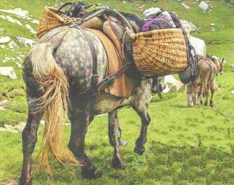 mulo carico prato malesco cai