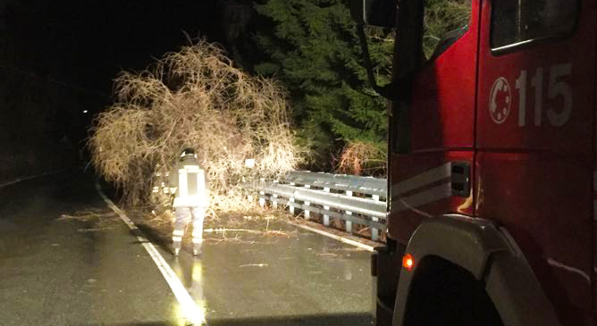 Albero cade sulla 337 della Valle Vigezzo