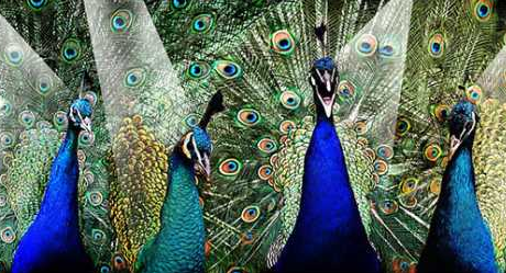 Schermata 2018 10 25 alle 10.33.06