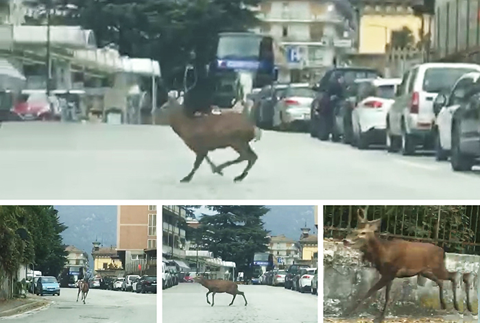 Un cervo impaurito in centro a Domo. Video