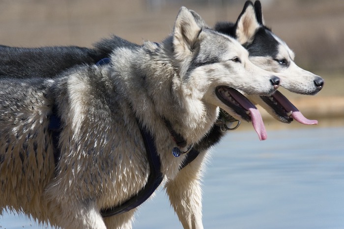 Santa Maria M: la carica degli Husky. Appuntamento domenica col raduno dei cani da slitta 