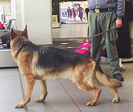 corta cane antidroga gdf