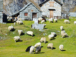 270.pecore baita montagna