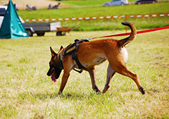 corta cane salvataggio