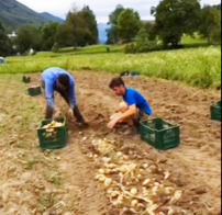 patate montecrestese raccolta