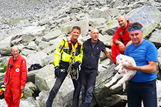 corta agnello salvato