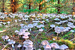 Umido e Caldo, un week end ideale per raccogliere funghi, ma state attenti