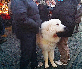 corta fripon cane mercatini vigezzo