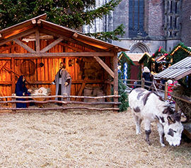 corta presepe vivente asinello