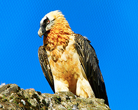 corta gipeto avvoltoio