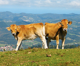 corta mucche prato vacche montagna
