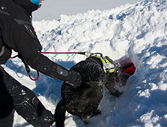 270 cane soccorso valanga