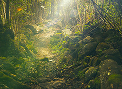 corta sentiero bosco