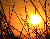 corta colpo calore sole