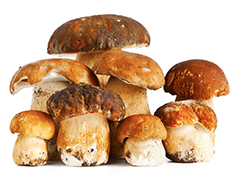 Parte la stagione dei funghi, ecco tutte le norme regionali per la raccolta