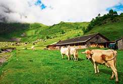 corta mucche stalla alpi