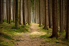 corta sentiero bosco