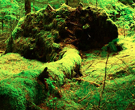 corta foresta muschio