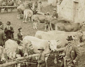 corta fiera vacche antica