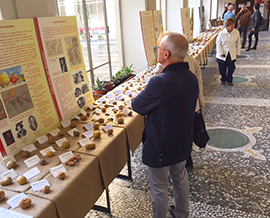 corta mostra pomologica rosmini