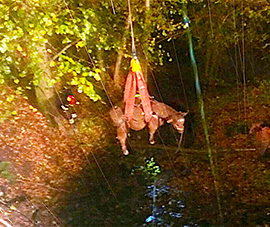 corta mucca gru vigili