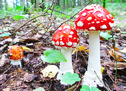 corta fungo velenoso