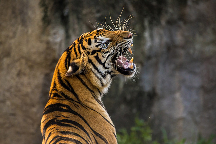 Tigre a rischio estinzione, celebriamo la giornata della regina della giungla