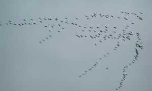 1024px Grus grus migration01
