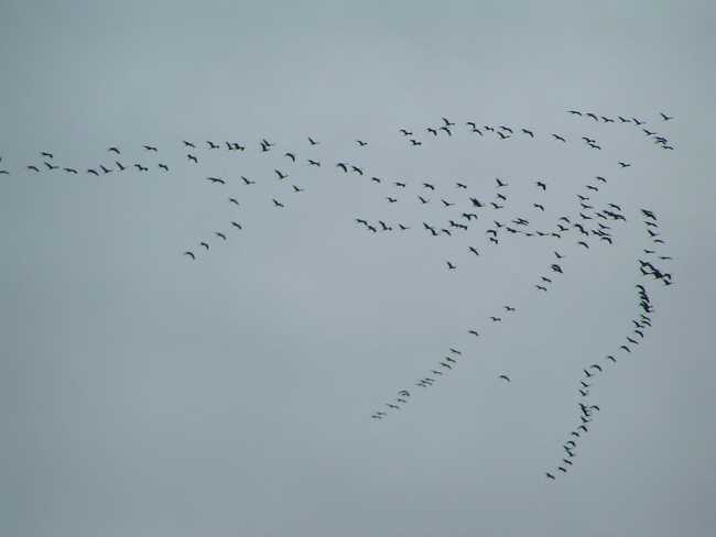 1024px Grus grus migration01