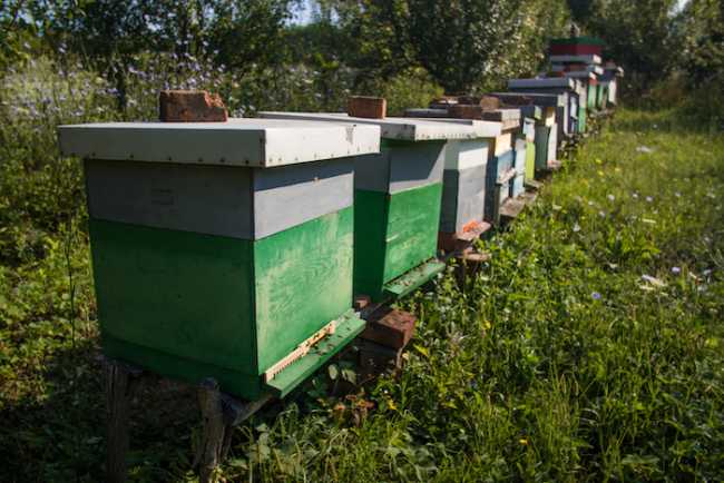 A row of beehives 48414296736