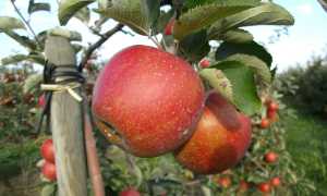 Apfelplantage Im Dohrn