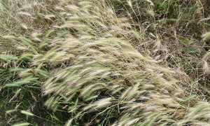 Flore de la Pointe du Grouin Seigle