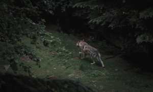 Lupo jp valery dGMWw5k2vW4 unsplash