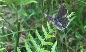 Phengaris alcon a Premosello 2