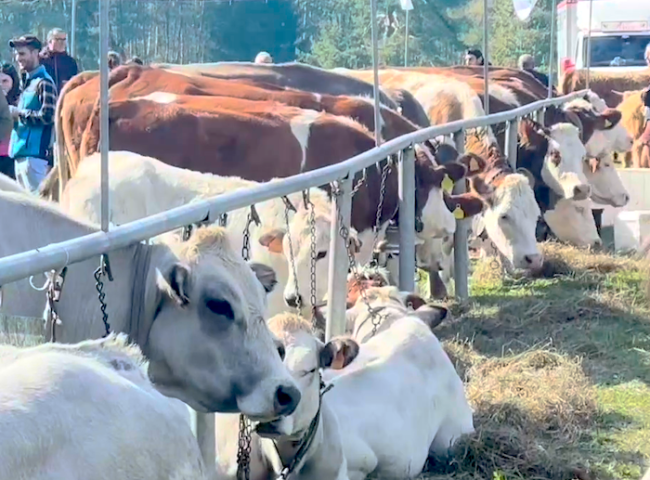 Schermata 2025 10 06 alle 08.52.38