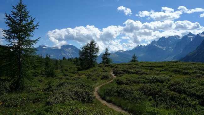 Sentiero tra rododendri copia