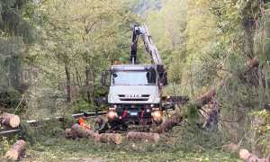 aib taglio pianta strada camion