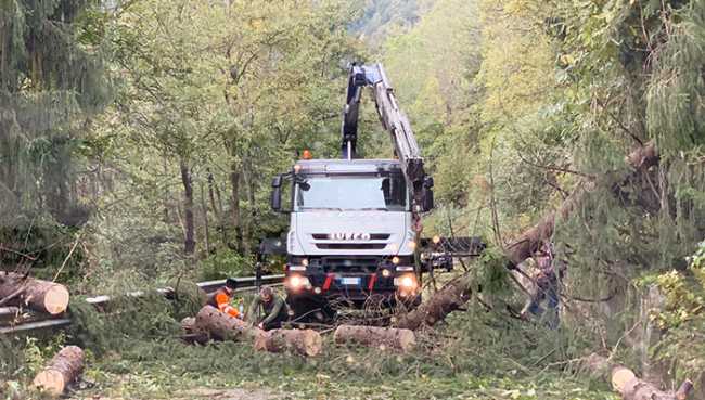 aib taglio pianta strada camion