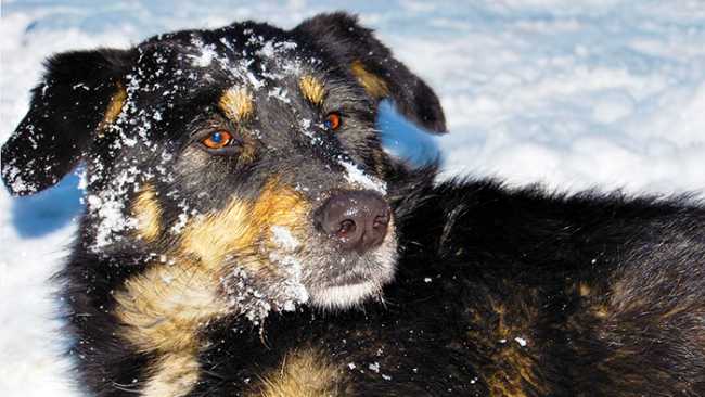 cane freddo