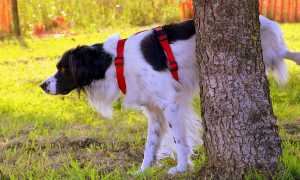 cane pipi albero