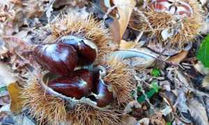 castagne riccio