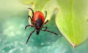 castor bean tick 6981785 640