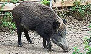corta cinghiale