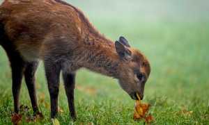 fawn 5783933 640