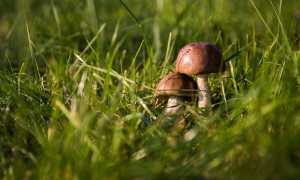 funghi2